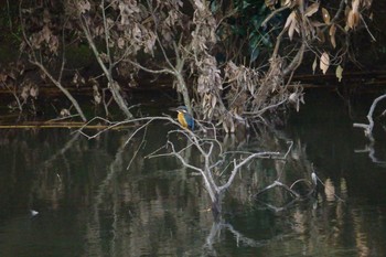 カワセミ 夫婦池公園 2021年3月5日(金)