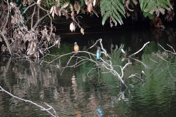 Common Kingfisher 夫婦池公園 Fri, 3/5/2021