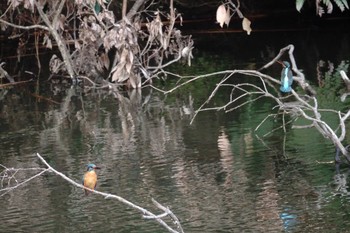 Common Kingfisher 夫婦池公園 Fri, 3/5/2021