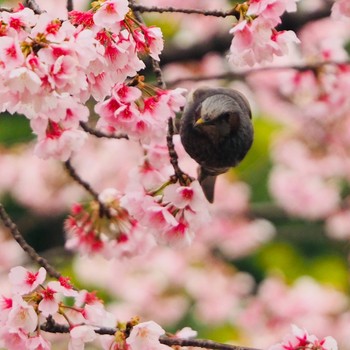 2021年3月6日(土) 日比谷公園の野鳥観察記録