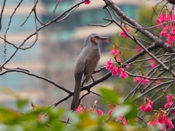 ヒヨドリ 日比谷公園 2021年3月6日(土)