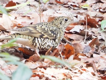 White's Thrush 日岡山公園 Sat, 3/6/2021