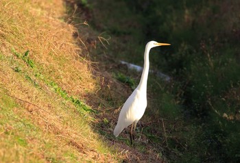 ダイサギ 京都府 2016年11月24日(木)