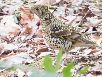 トラツグミ 日岡山公園 2021年3月6日(土)