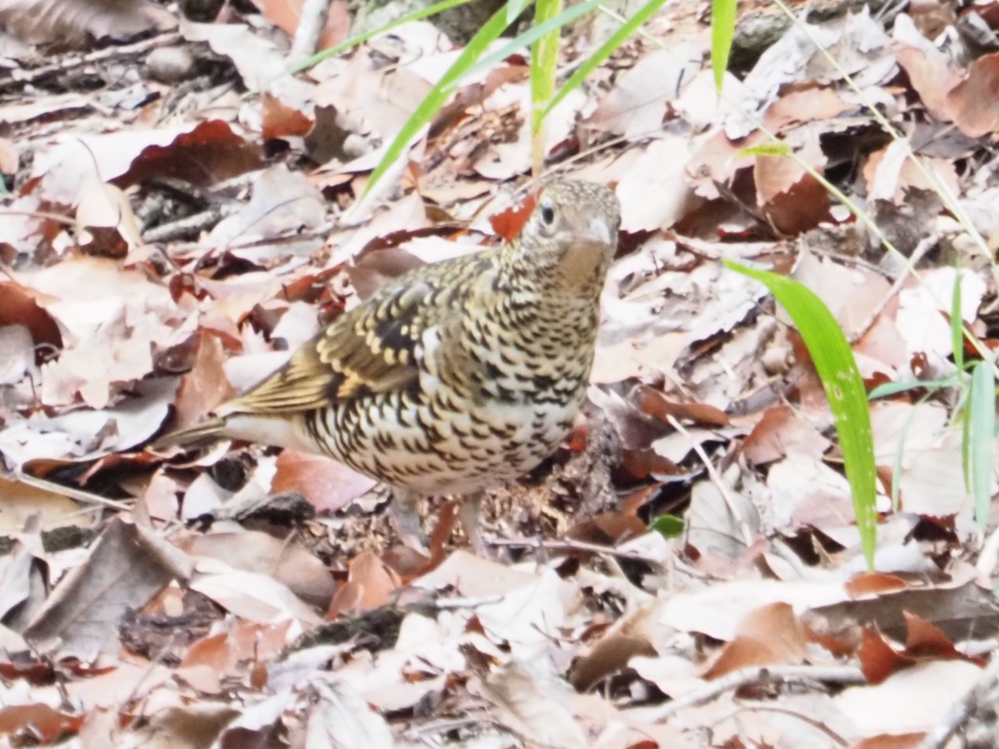 日岡山公園 トラツグミの写真 by まさ