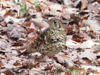 White's Thrush 日岡山公園 Sat, 3/6/2021