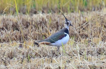 Northern Lapwing 滋賀県 Tue, 11/15/2016