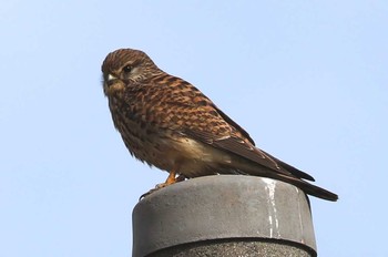 チョウゲンボウ 滋賀県 2016年12月24日(土)