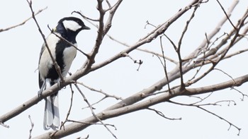 2021年3月6日(土) 芝川第一調節池(芝川貯水池)の野鳥観察記録