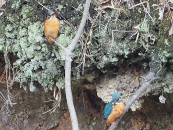 Common Kingfisher 日岡山公園 Sat, 3/6/2021