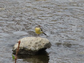 2021年3月6日(土) 空堀川の野鳥観察記録