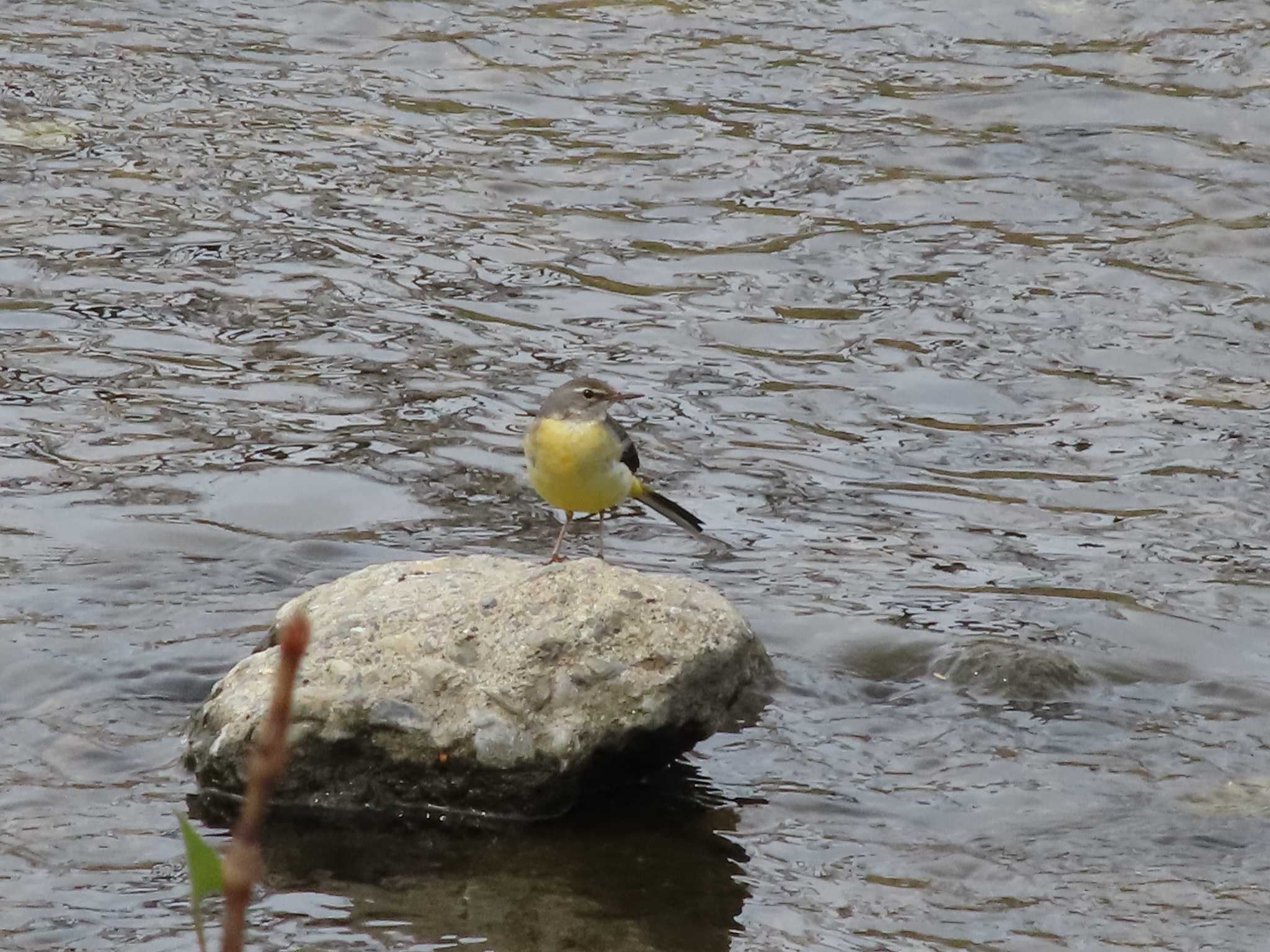 Photo of Grey Wagtail at 空堀川 by rm58