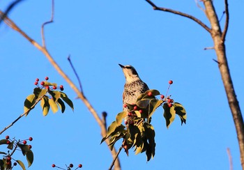 Dusky Thrush 滋賀県 Sun, 1/10/2016