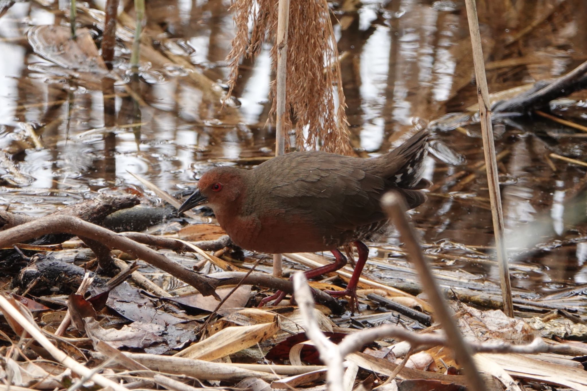 Ruddy-breasted Crake