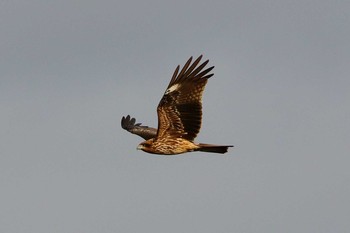 Black Kite 滋賀県 Wed, 12/7/2016