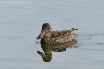 Sat, 3/6/2021 Birding report at Ukima Park