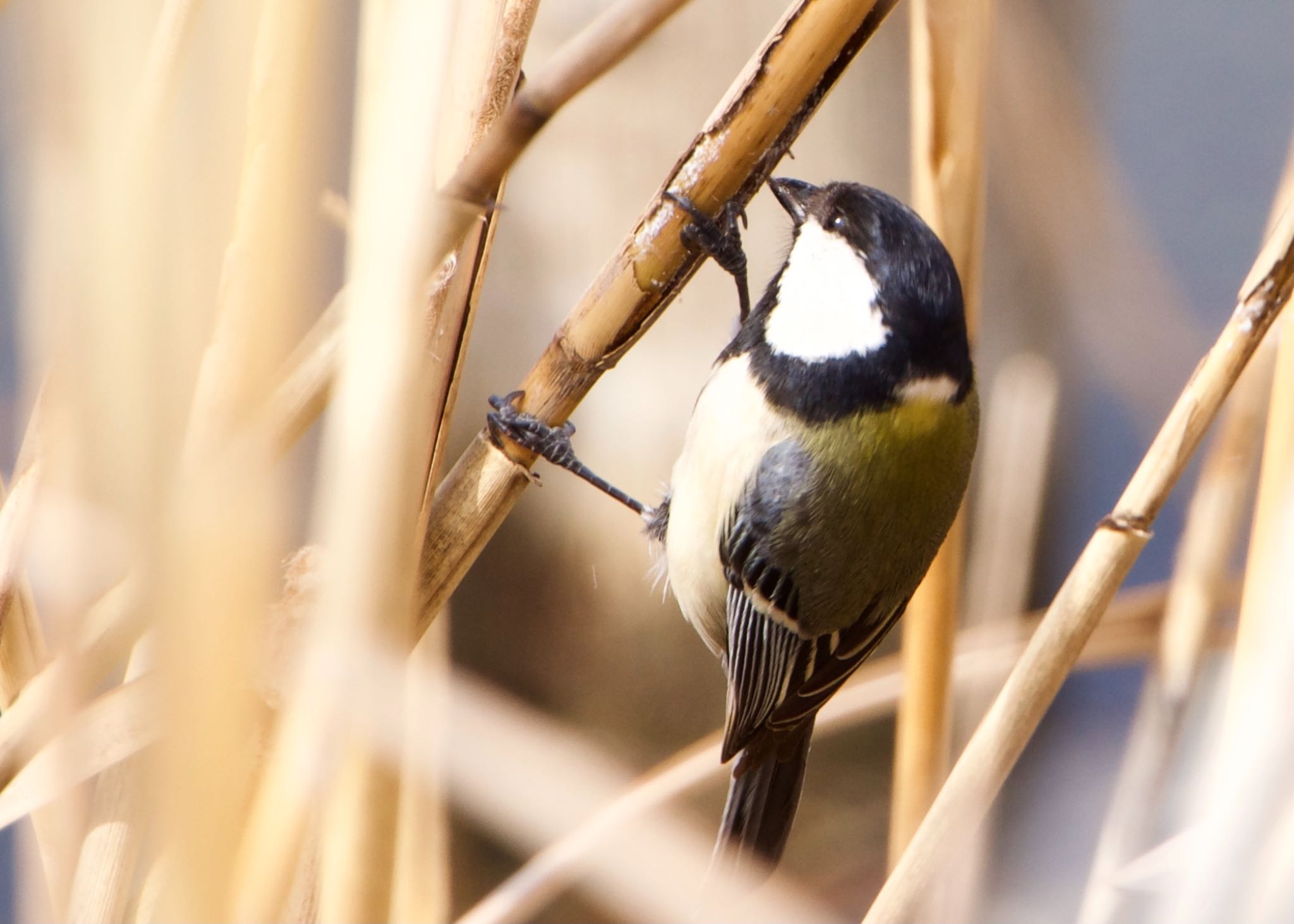 Photo of Japanese Tit at Toneri Park by mochi17