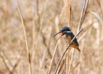 Common Kingfisher Toneri Park Sat, 3/6/2021