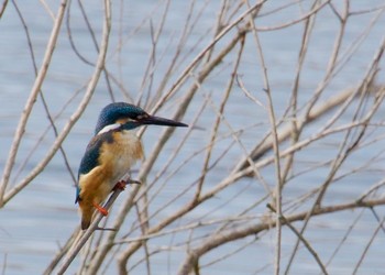 カワセミ 舎人公園 2021年3月6日(土)