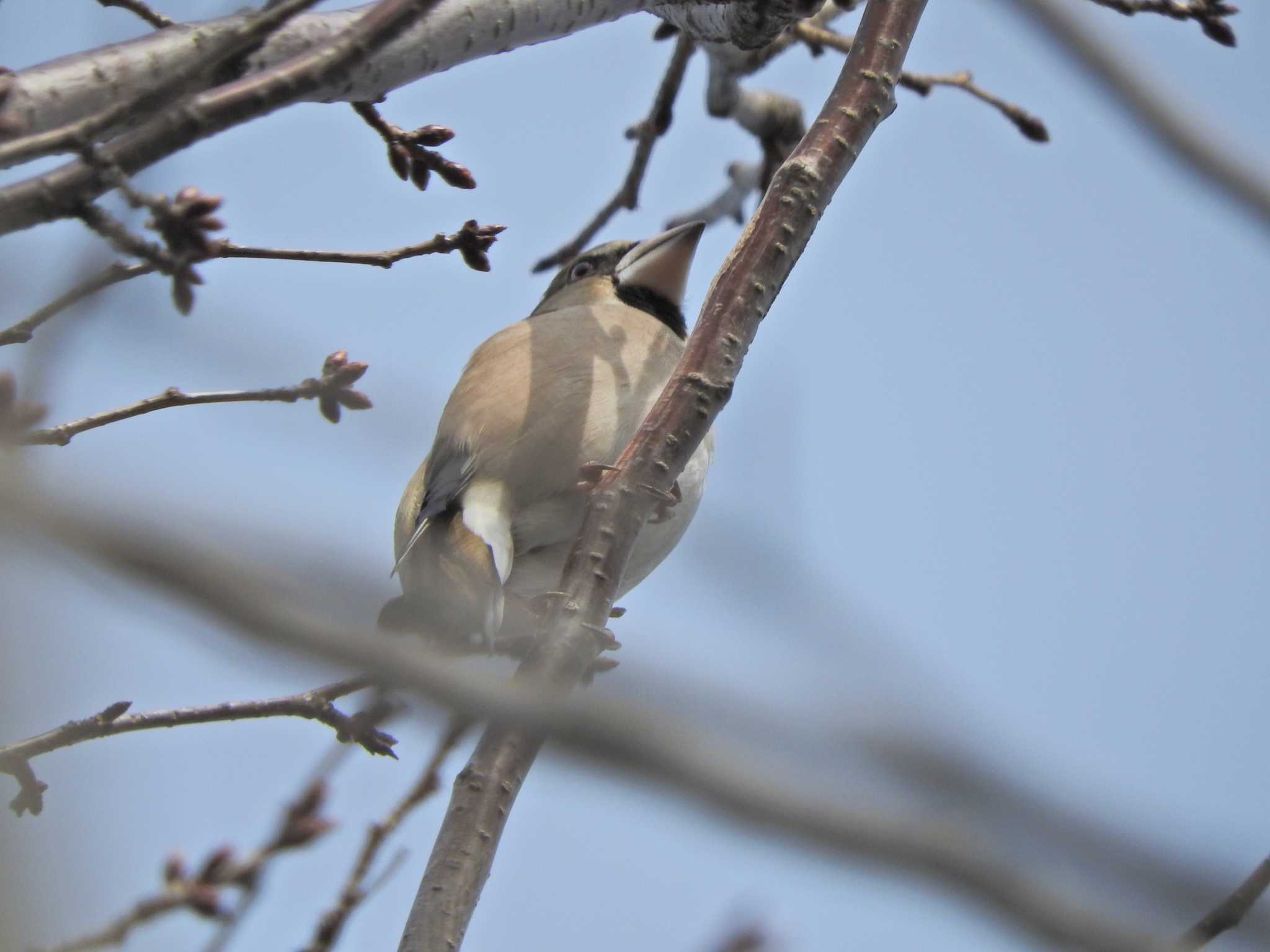 Photo of Hawfinch at 砂川堀北野調整池 by chiba