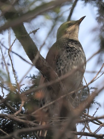 Dusky Thrush 砂川堀北野調整池 Sat, 3/6/2021