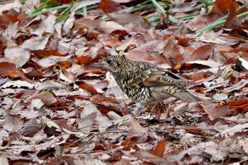 White's Thrush Kasai Rinkai Park Sat, 3/6/2021