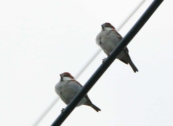 Russet Sparrow 滋賀県 Fri, 12/23/2016