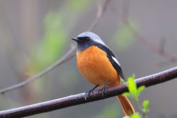 Daurian Redstart Unknown Spots Sat, 3/6/2021