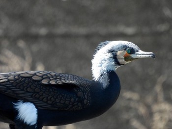 カワウ 五主池 2021年3月6日(土)