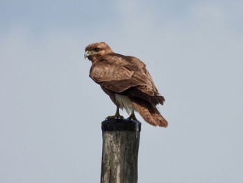 Sat, 3/6/2021 Birding report at Gonushi Pond