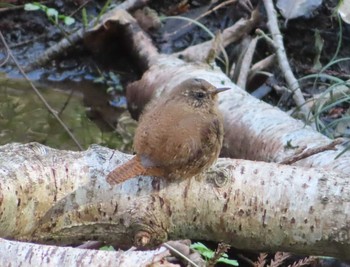 2021年3月6日(土) 座間谷戸山公園の野鳥観察記録