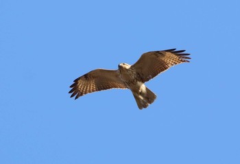 Eastern Buzzard 岐阜県 Thu, 1/19/2017