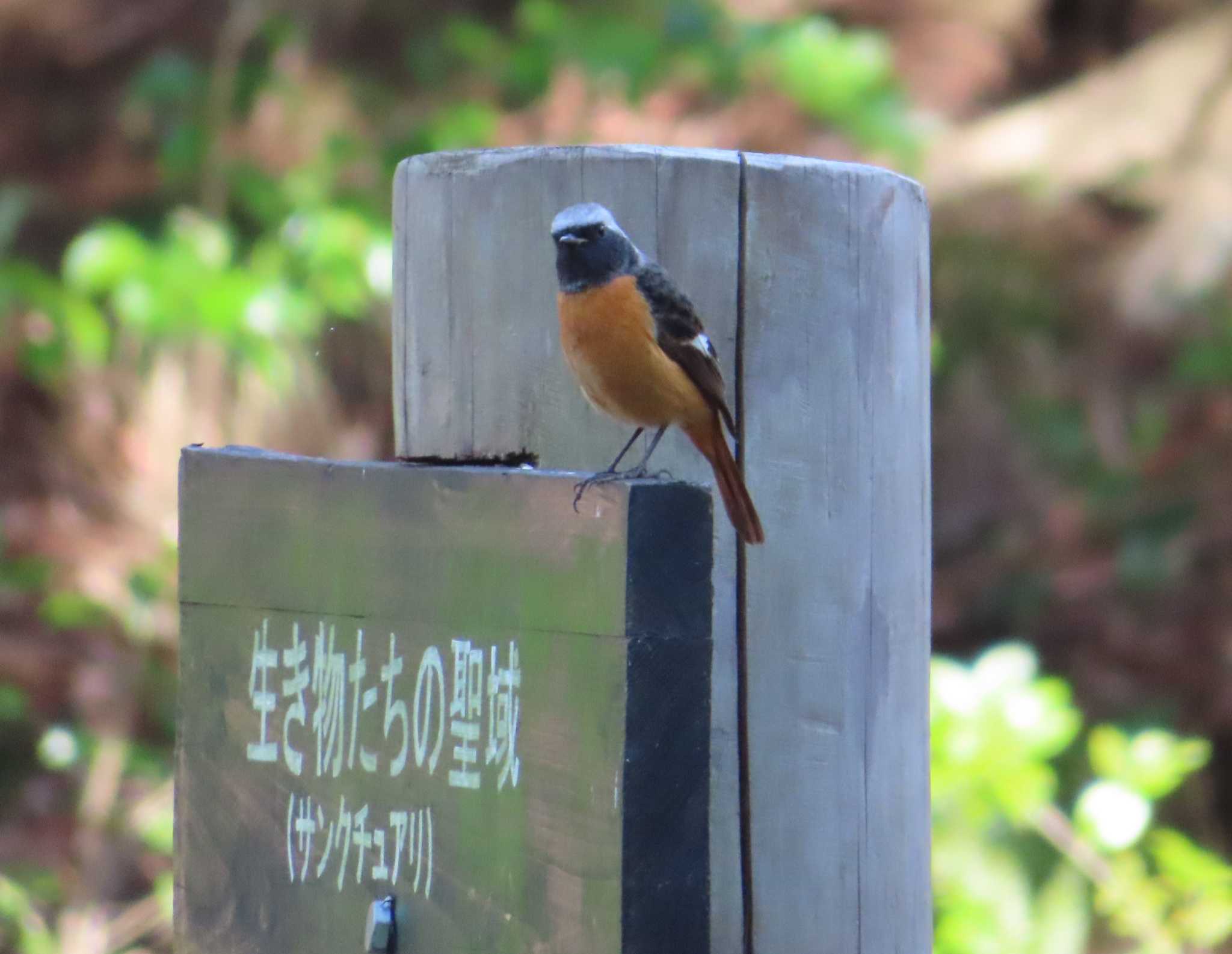 座間谷戸山公園 ジョウビタキの写真 by ゆ