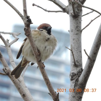 Eurasian Tree Sparrow 豊洲 Sat, 3/6/2021