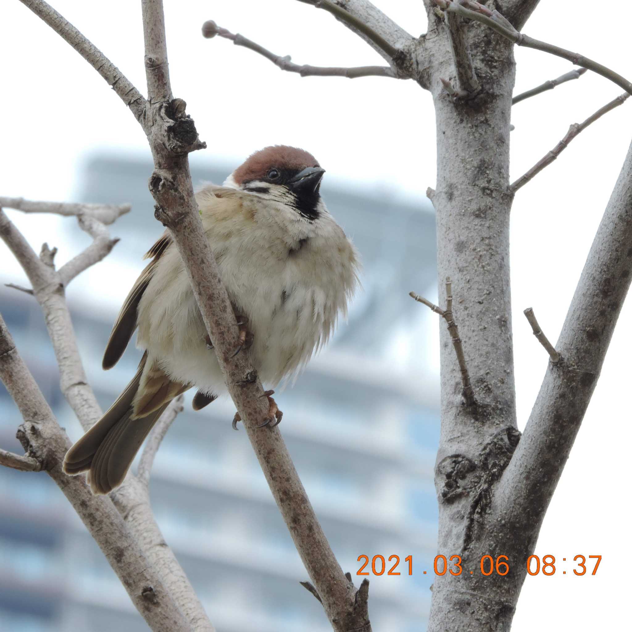 Photo of Eurasian Tree Sparrow at 豊洲 by K2Uchihira