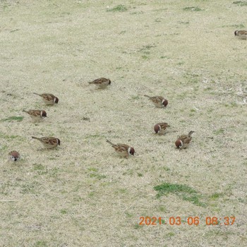 Eurasian Tree Sparrow 豊洲 Sat, 3/6/2021