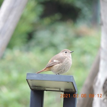 Daurian Redstart 豊洲 Sat, 3/6/2021