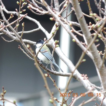 Japanese Tit 豊洲 Sat, 3/6/2021