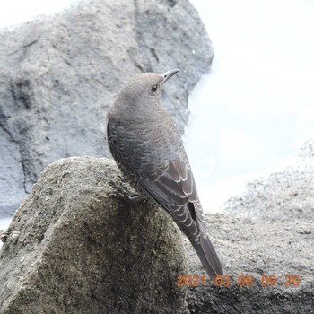 Blue Rock Thrush 豊洲 Sat, 3/6/2021