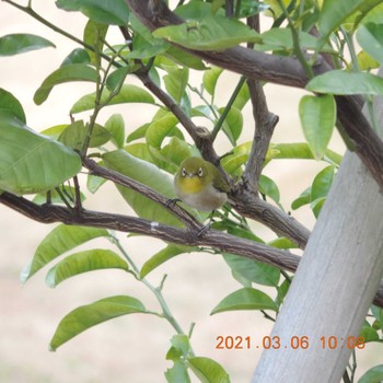 Warbling White-eye 豊洲 Sat, 3/6/2021