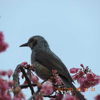 Brown-eared Bulbul 豊洲 Sat, 3/6/2021