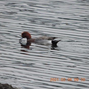 Eurasian Wigeon 豊洲 Sat, 3/6/2021