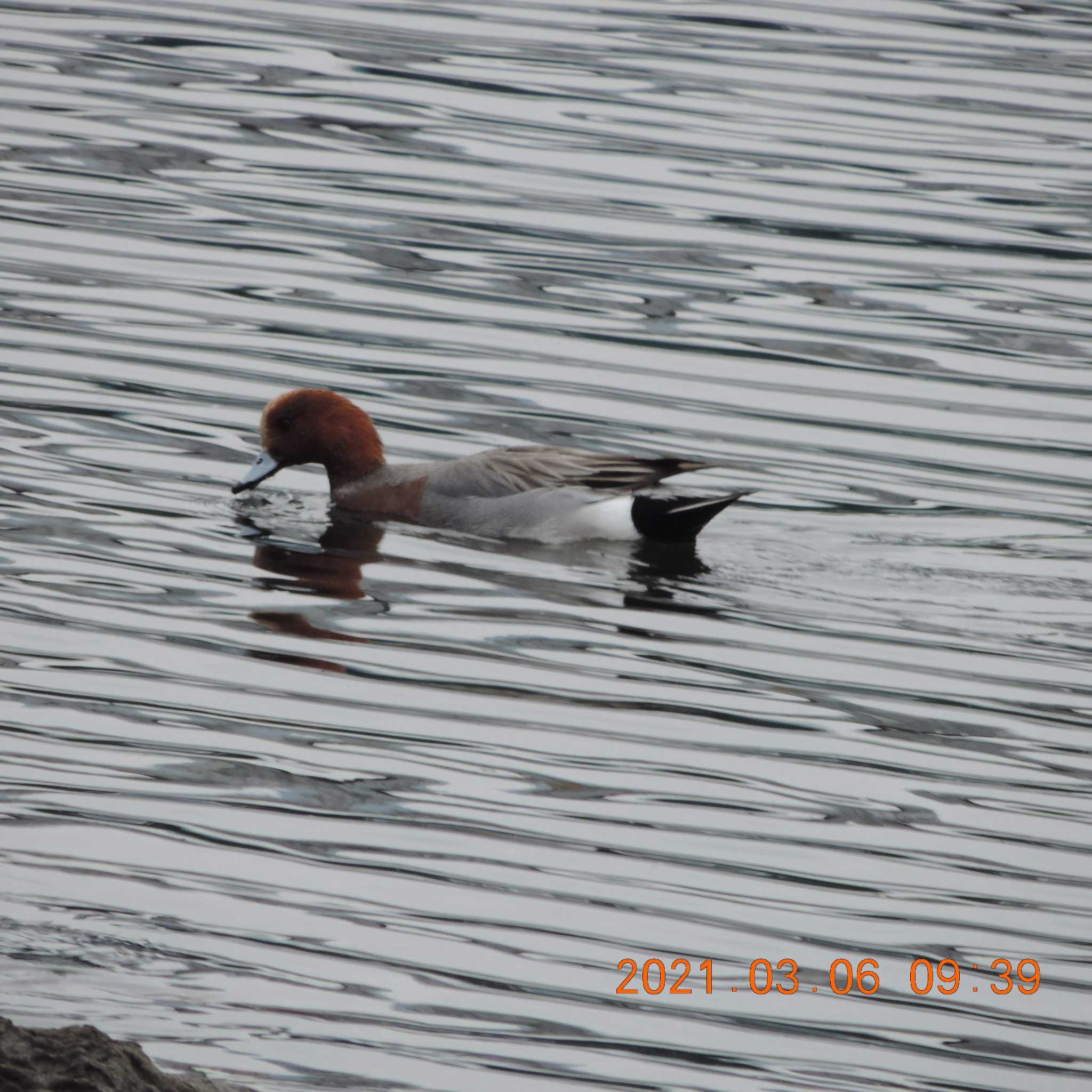 Photo of Eurasian Wigeon at 豊洲 by K2Uchihira