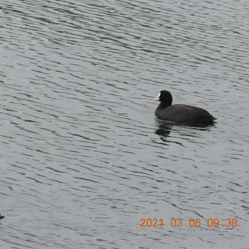 Eurasian Coot 豊洲 Sat, 3/6/2021