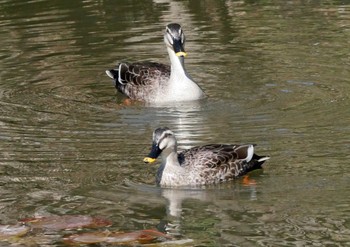 カルガモ 静岡県 2021年3月6日(土)