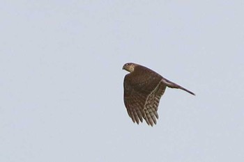 Eurasian Sparrowhawk 滋賀県 Wed, 12/7/2016