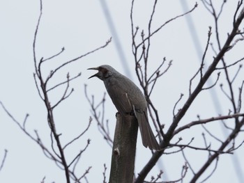 Sat, 3/6/2021 Birding report at 荒川河川敷