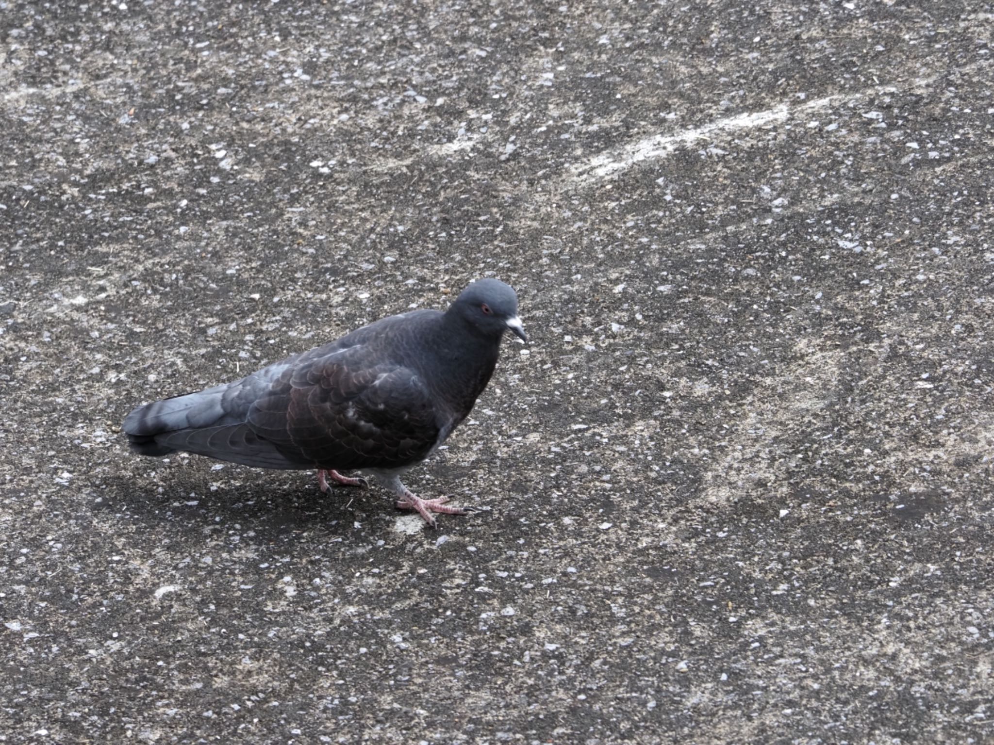Photo of Rock Dove at 荒川河川敷 by メメタァ