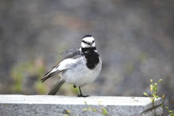 ハクセキレイ 滋賀県 2014年4月13日(日)