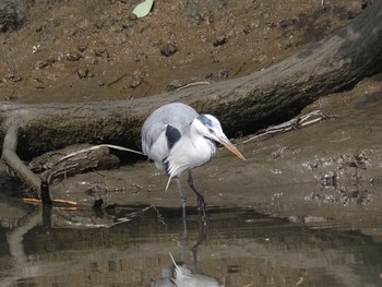2021年3月6日(土) 荒川生物生態園(東京都板橋区)の野鳥観察記録
